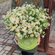 Букет «Ромашки в цилиндре»